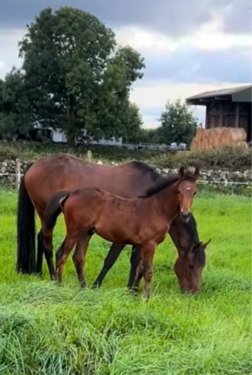 Colt - Image 1