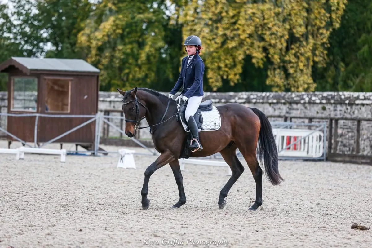 Second horse - Image 3