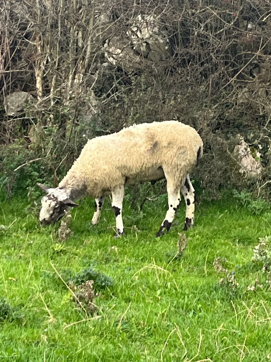 💥 Rams for sale in Maam cross the 11th of Octo 💥 - Image 3
