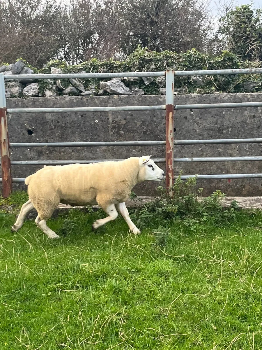 💥 Rams for sale in Maam cross the 11th of Octo 💥 - Image 1