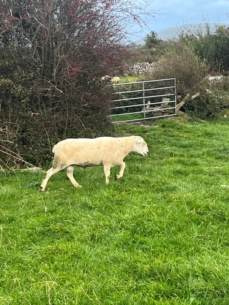 💥 Rams for sale in Maam cross the 11th of Octo 💥 - Image 4