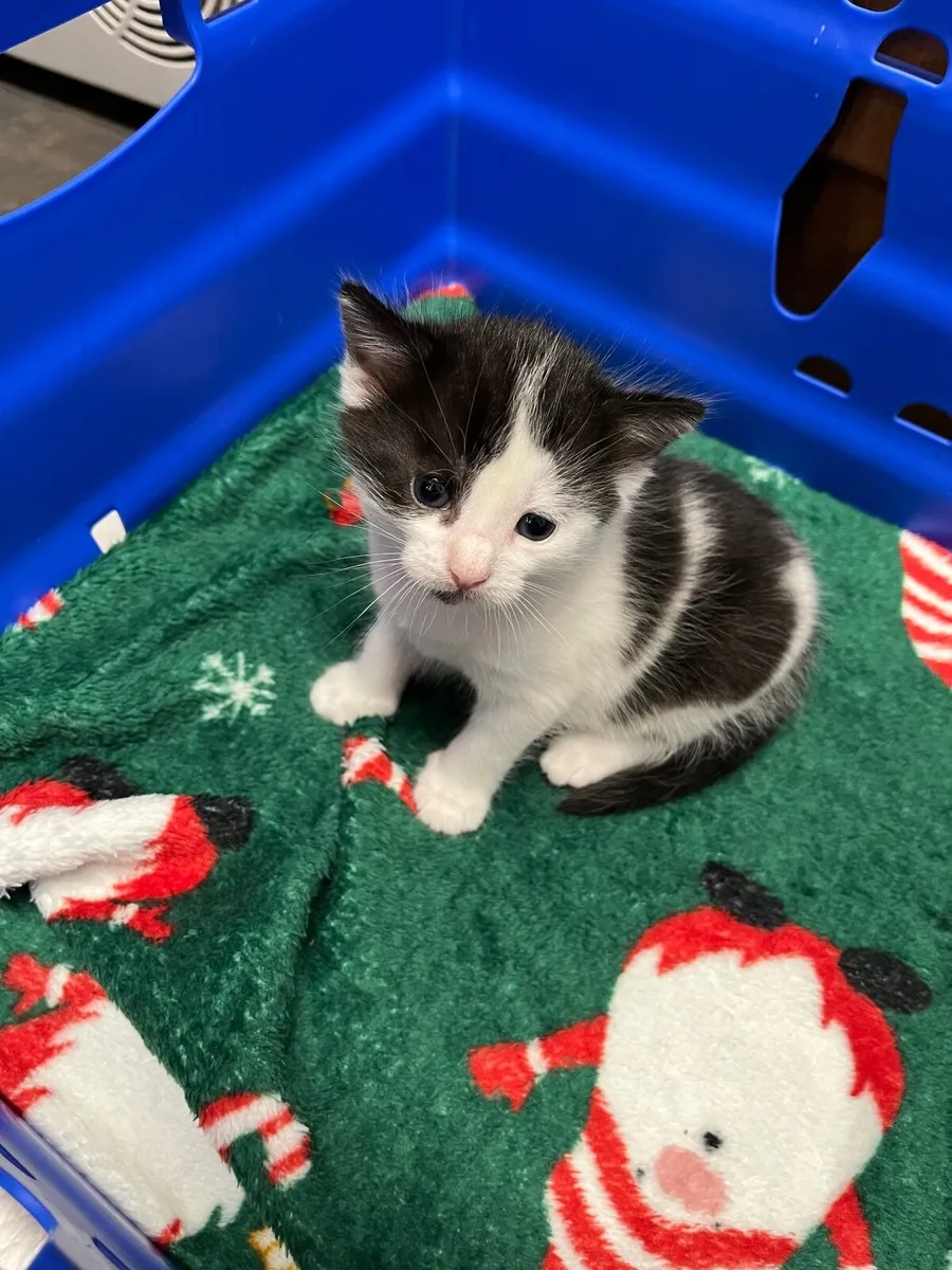 Kittens - Image 4