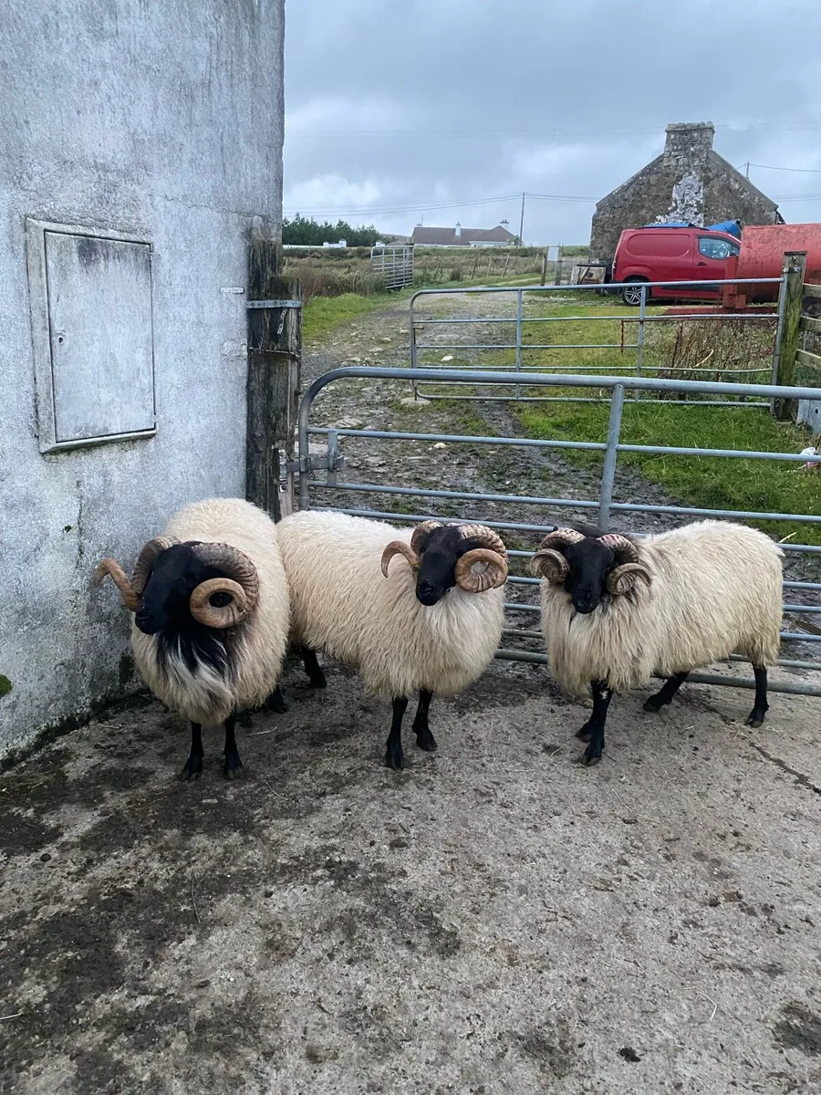 3 BlackfaceMountain Hogget Ram - Image 1