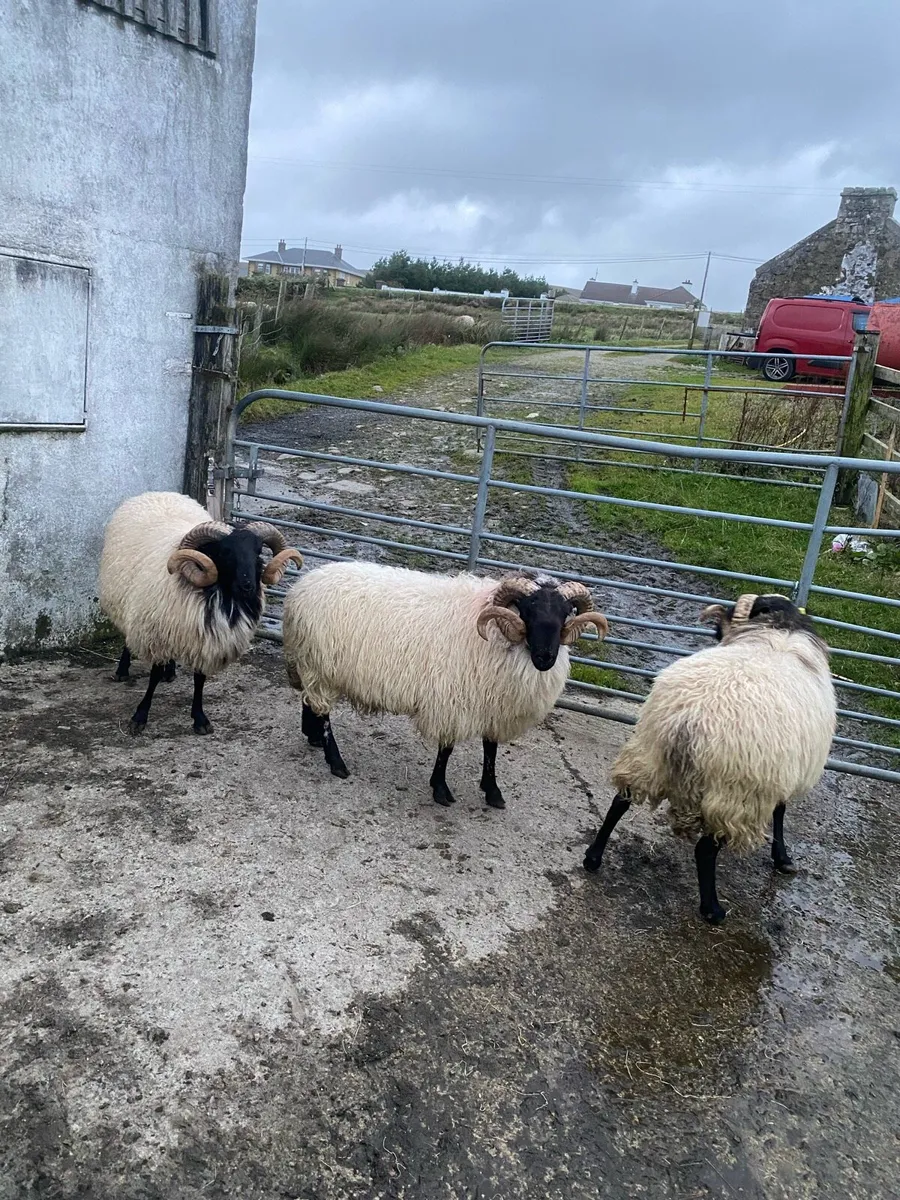 3 BlackfaceMountain Hogget Ram - Image 3