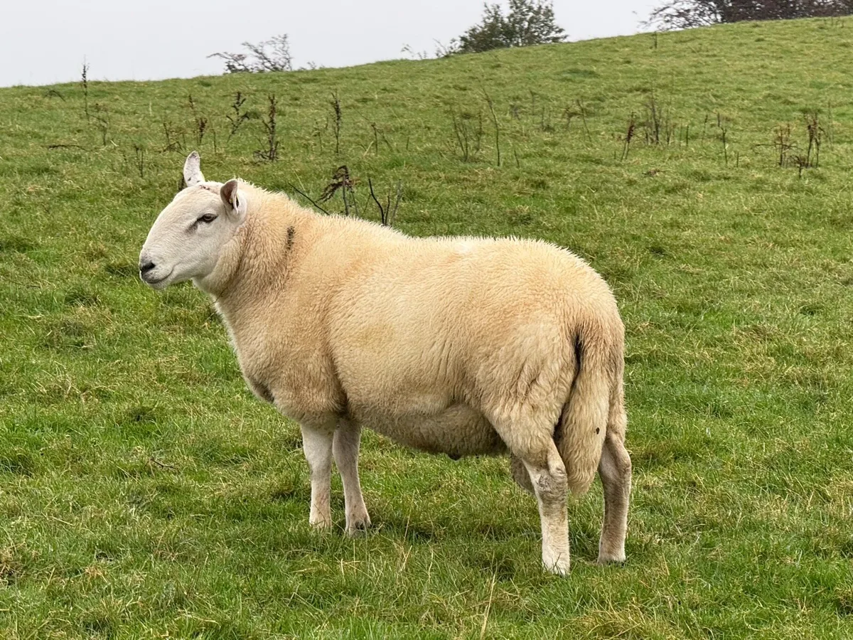 Cheviot Rams - Image 1
