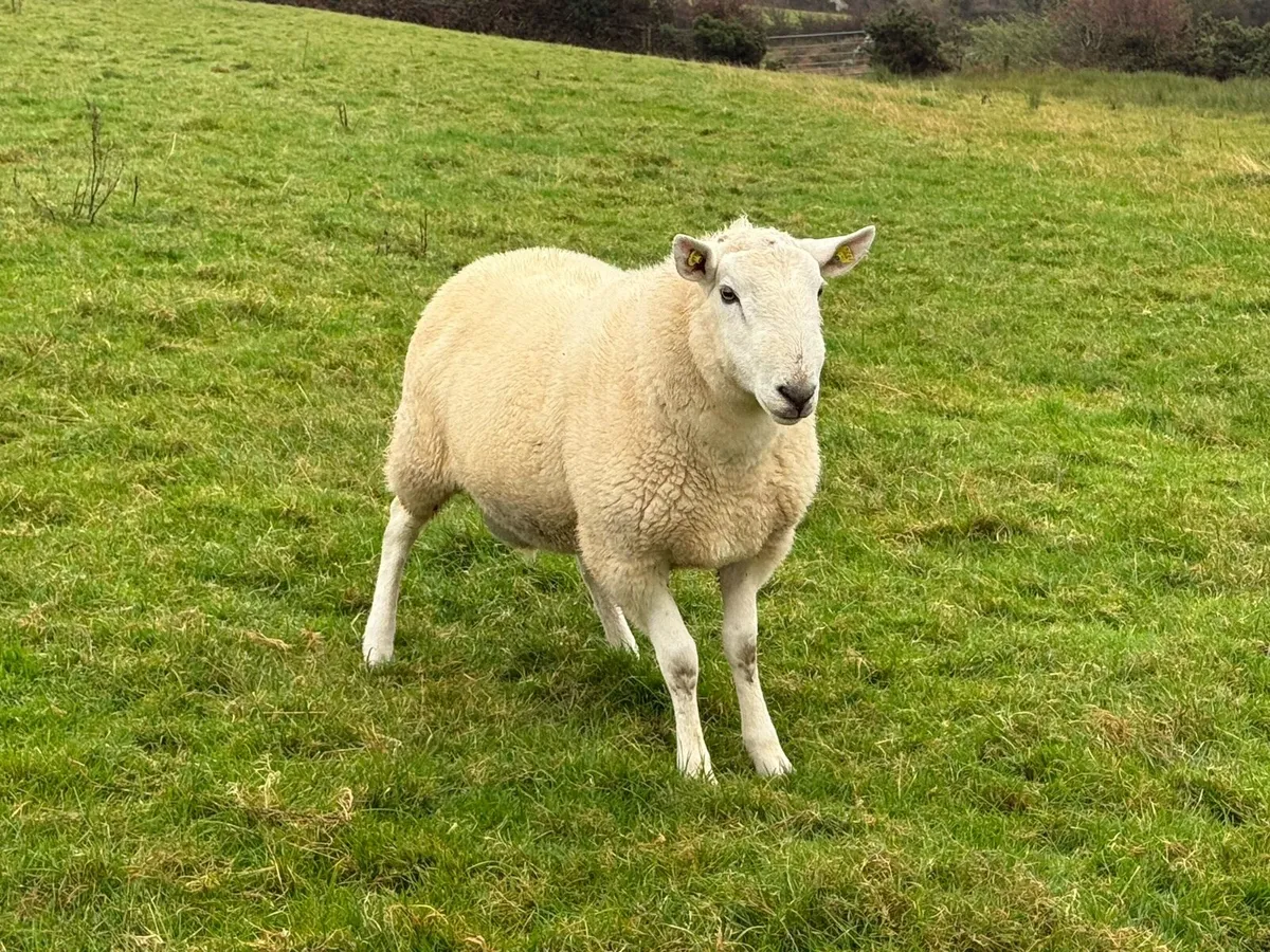 Cheviot Rams - Image 3