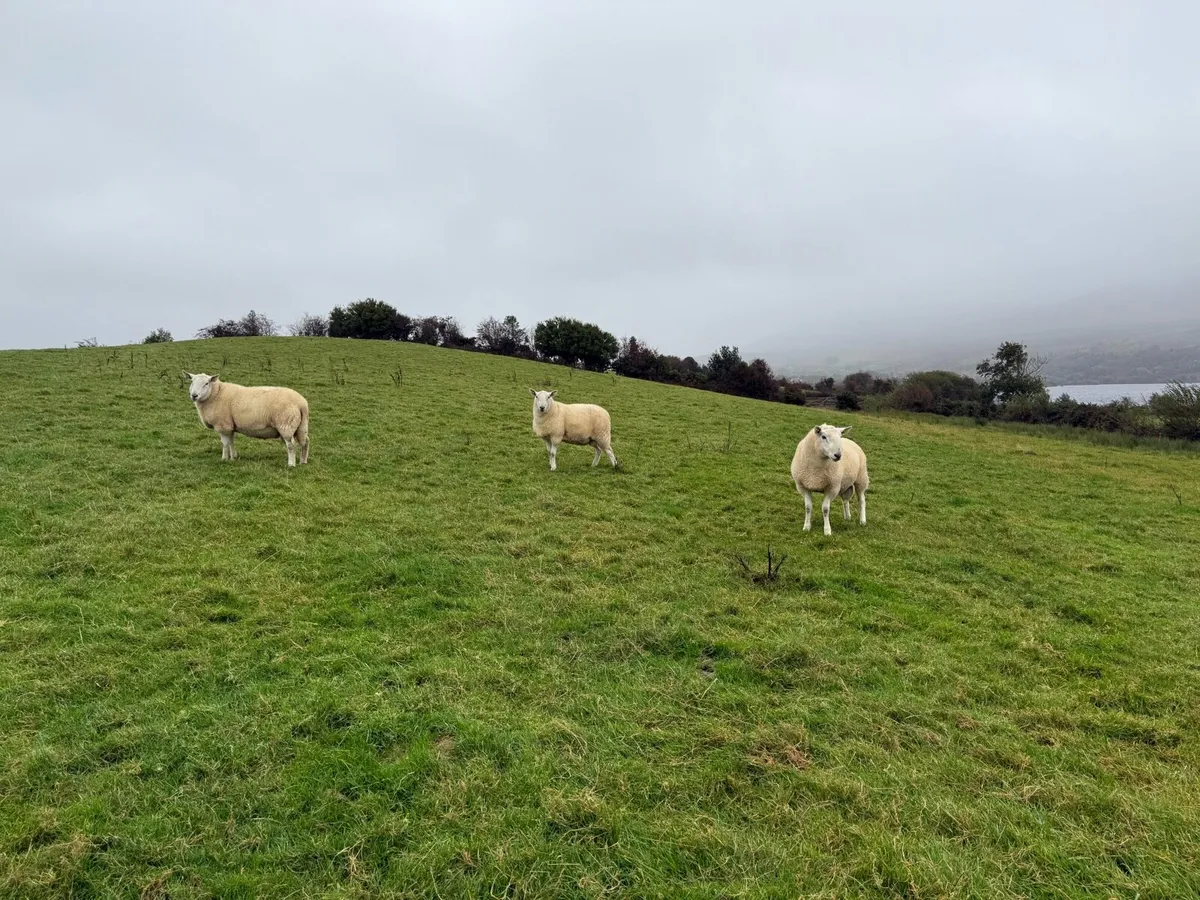 Cheviot Rams - Image 4