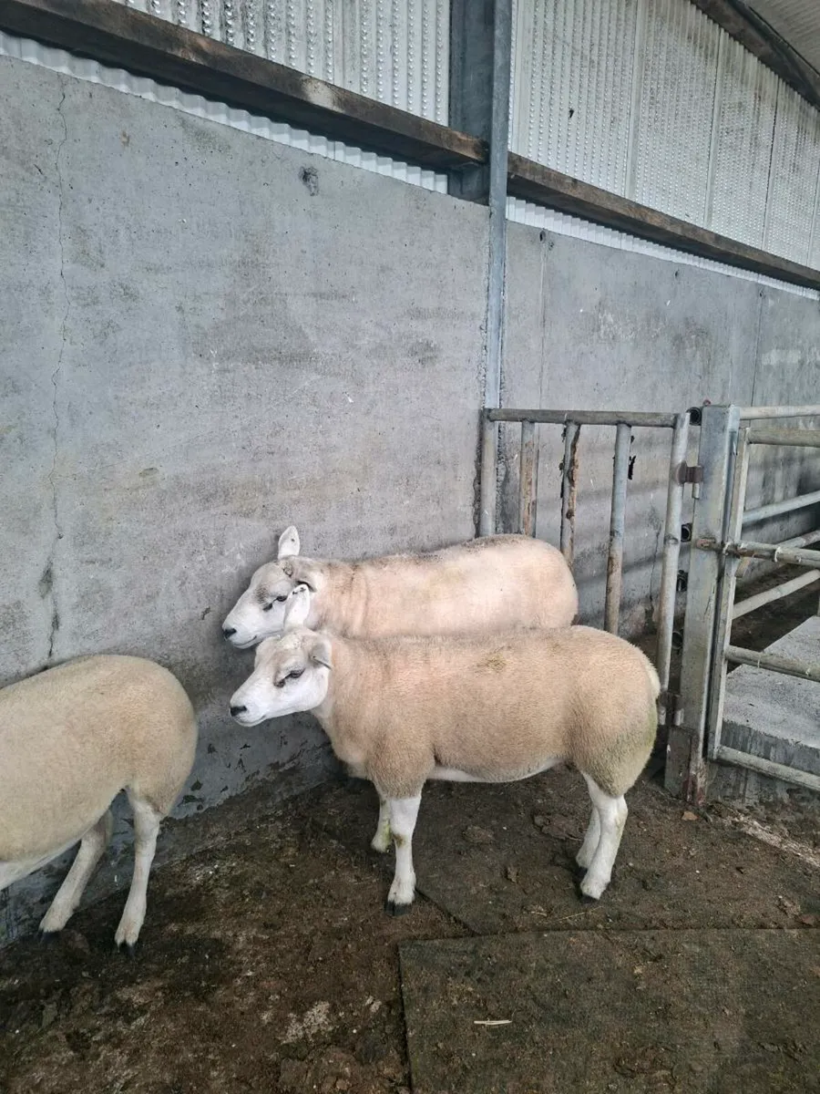 Texel Ram & Ewe Hoggets - Image 1