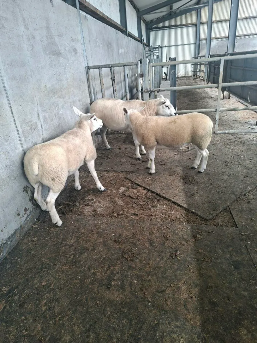 Texel Ram & Ewe Hoggets - Image 2
