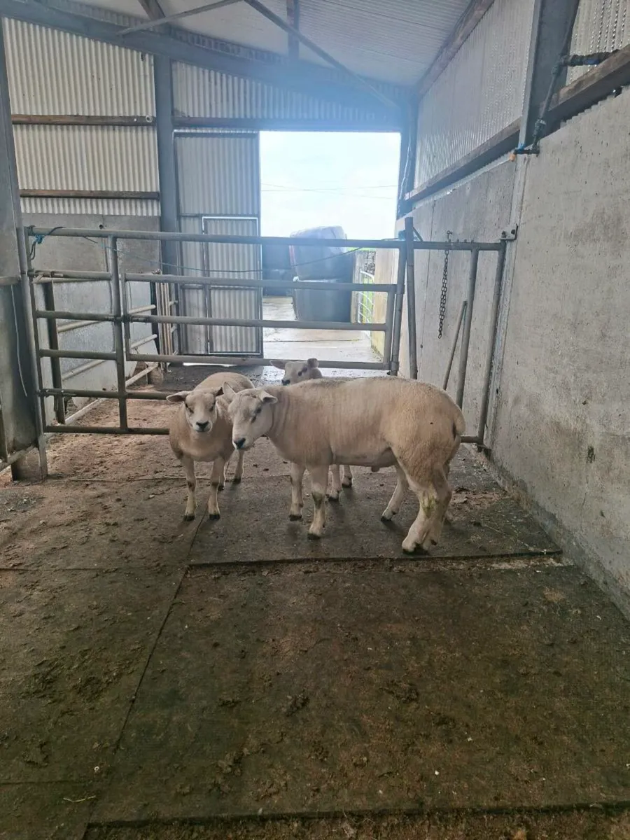 Texel Ram & Ewe Hoggets - Image 3