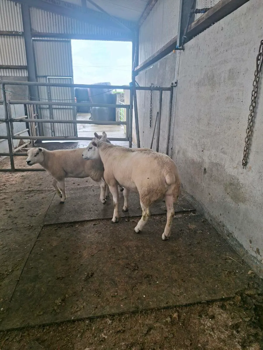 Texel Ram & Ewe Hoggets - Image 4