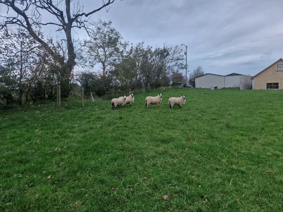 PBNR Kerry Hill Ewe Lambs