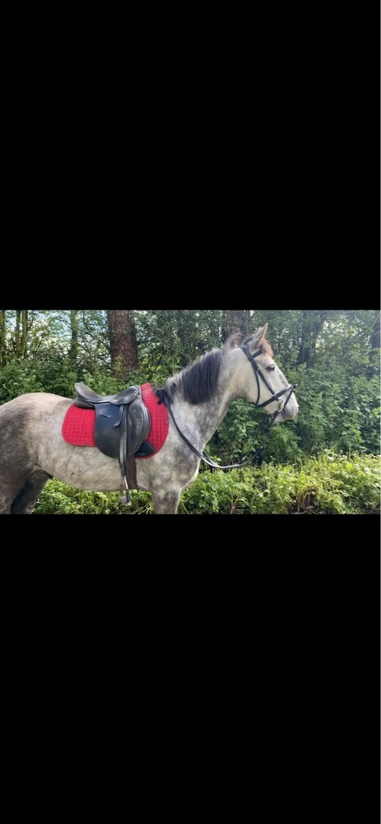 14.2 pony - Image 1