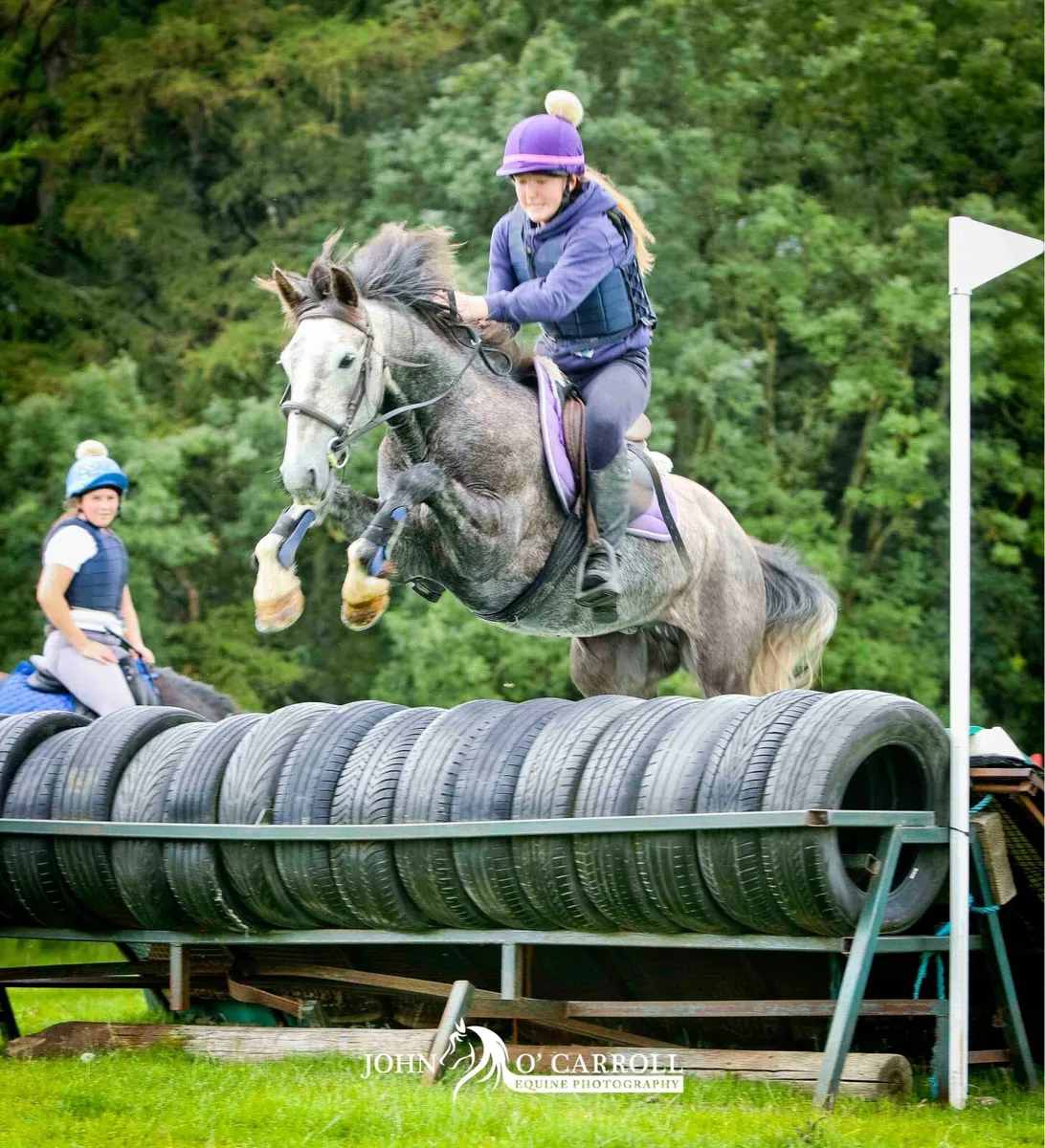 14.2 pony - Image 2