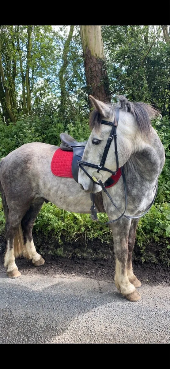 14.2 pony - Image 3