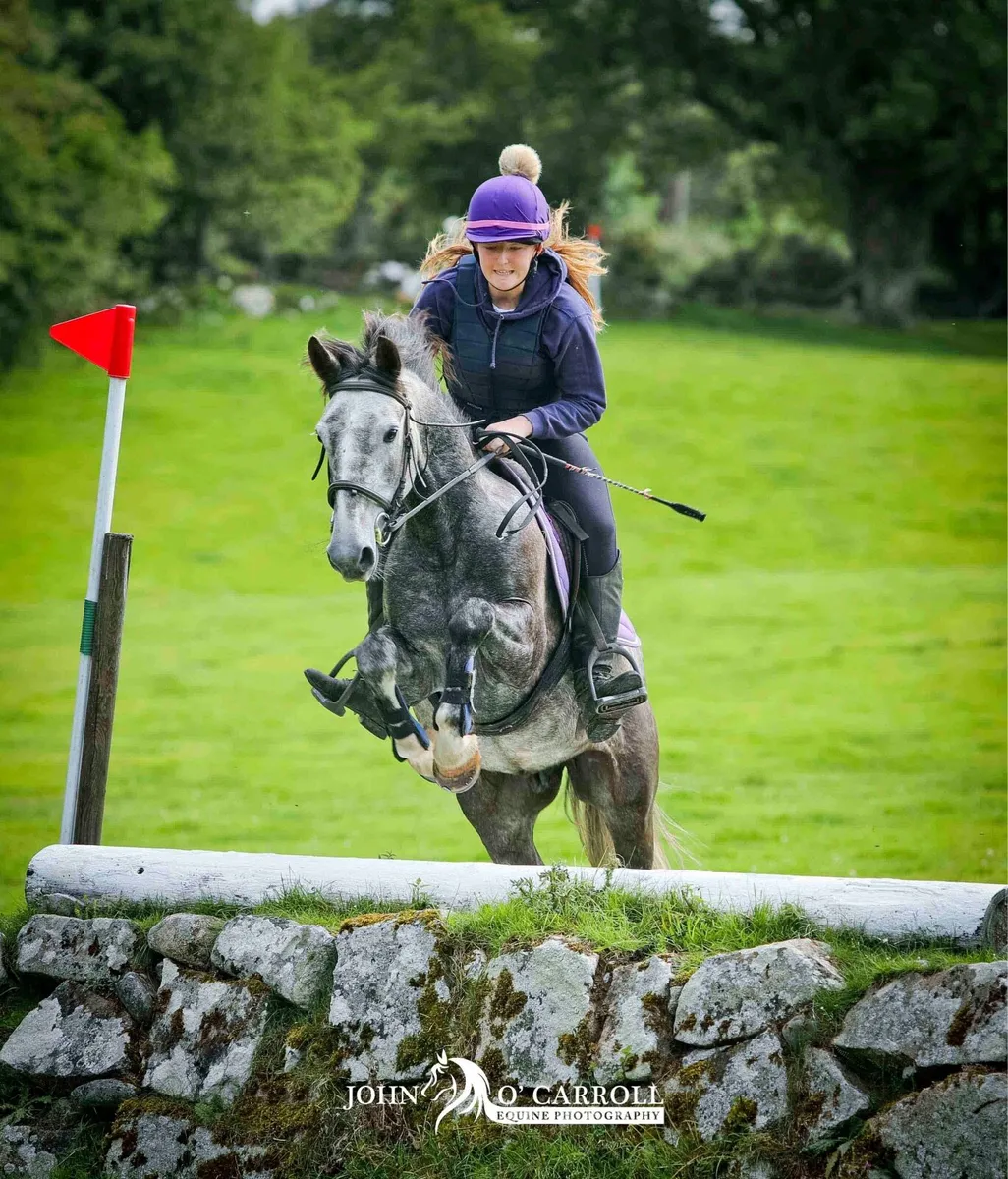 14.2 pony - Image 4