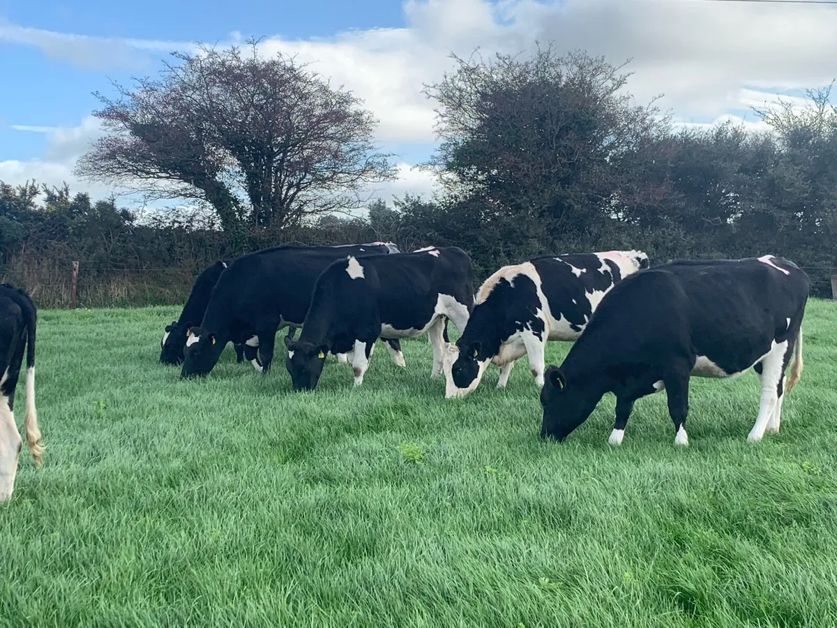 10 Ballinahina pedigree incalf heifers for sale - Image 1