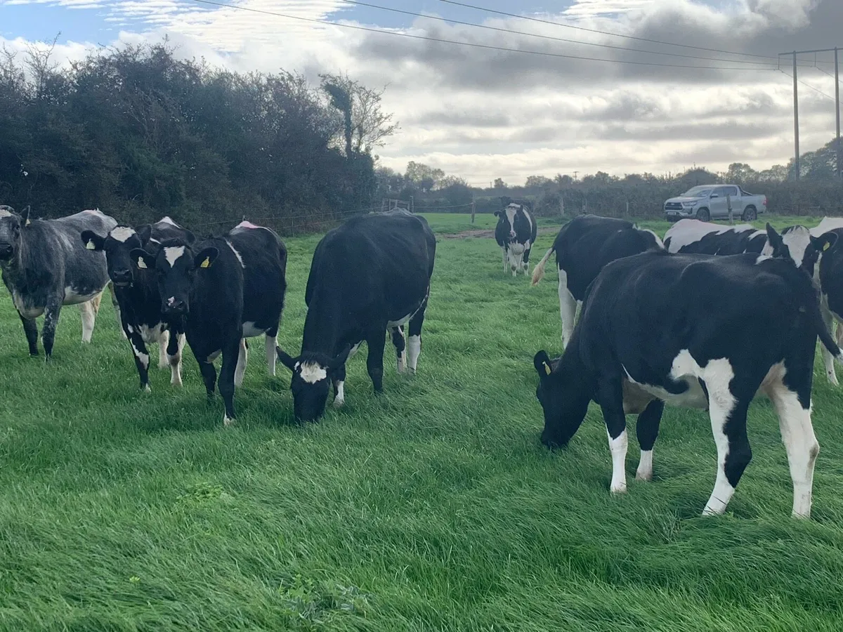 10 Ballinahina pedigree incalf heifers for sale - Image 2