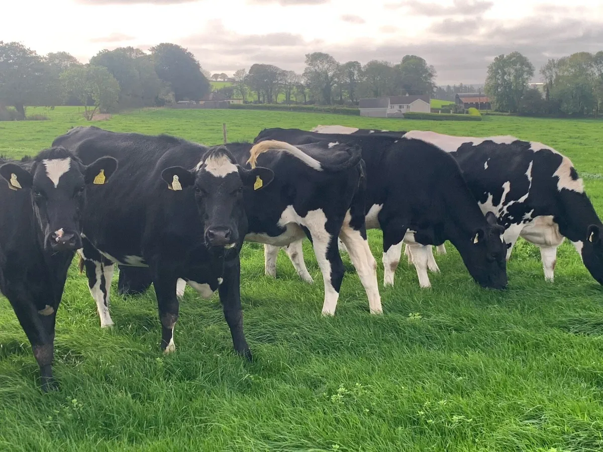 10 Ballinahina pedigree incalf heifers for sale - Image 3
