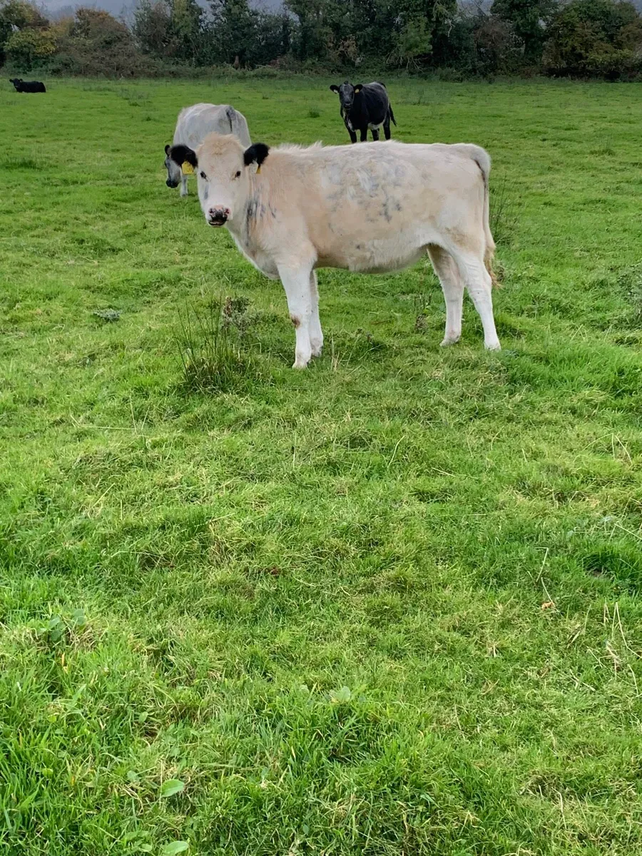 Breeding heifers - Image 1