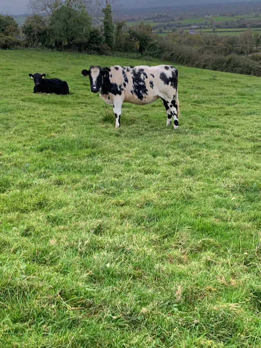 Breeding heifers - Image 2