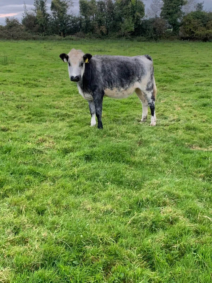 Breeding heifers - Image 3