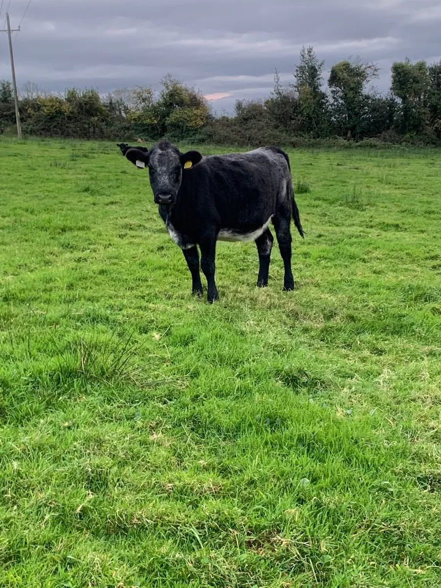 Breeding heifers - Image 4