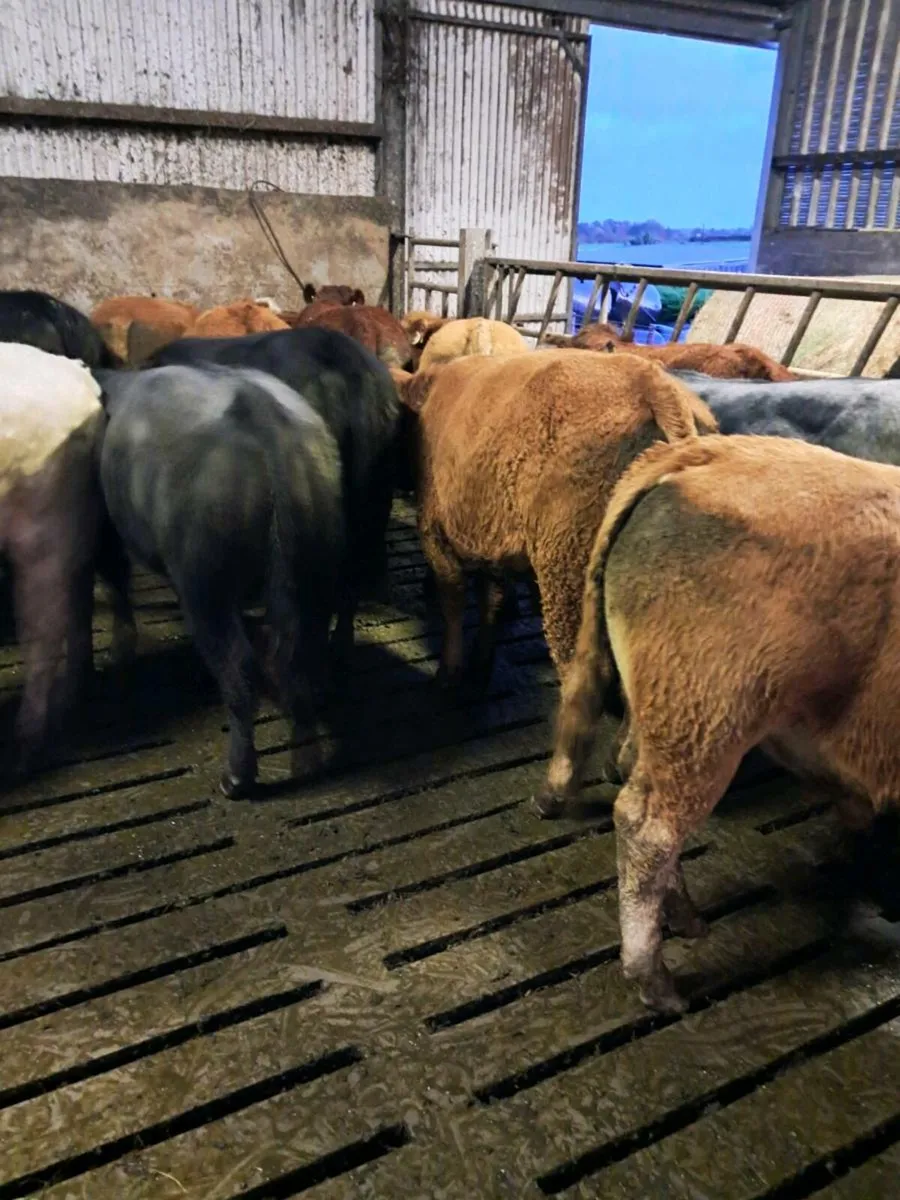 22 bulls farmer owned vaccinated 2024 born - Image 2