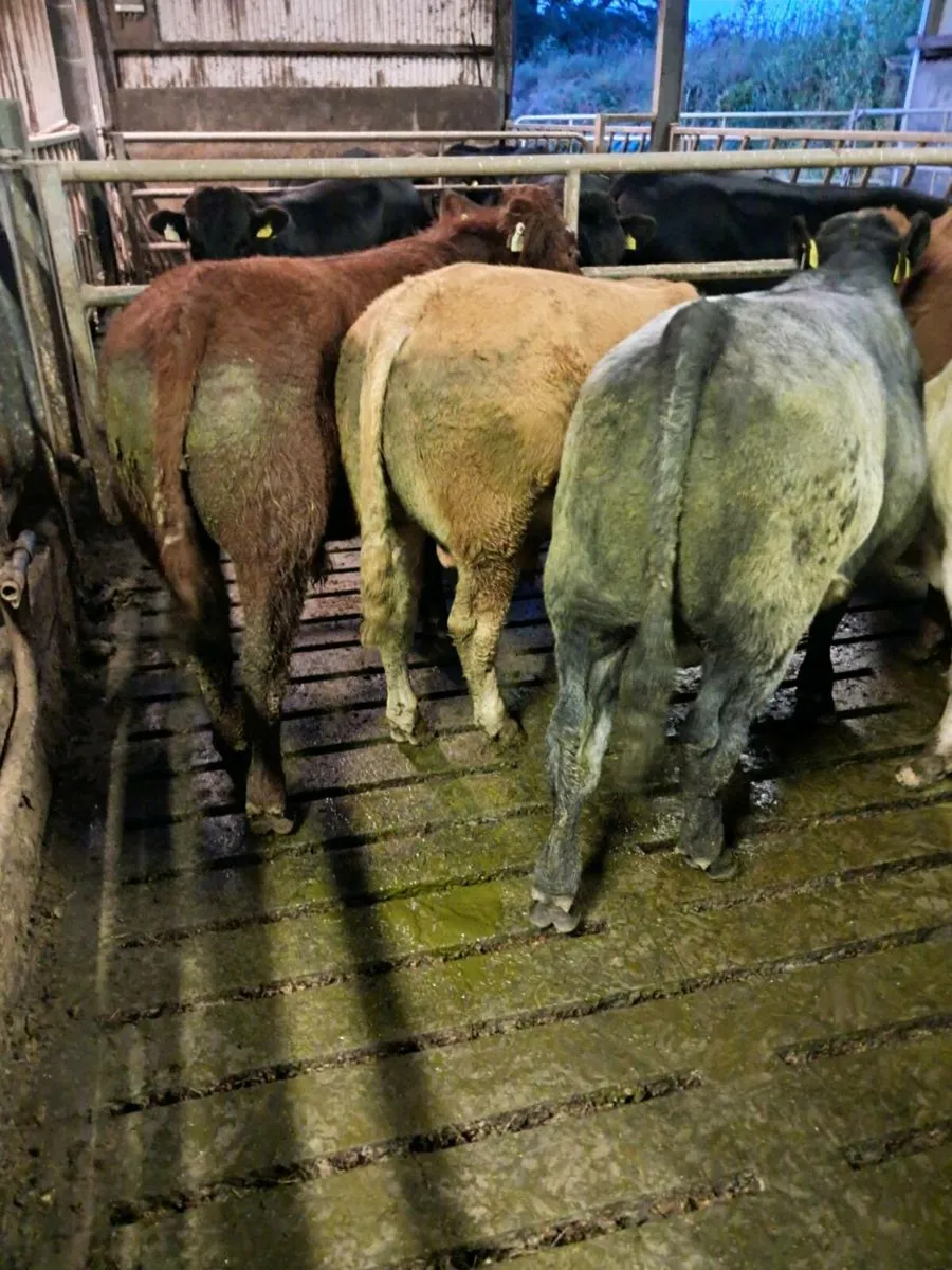22 bulls farmer owned vaccinated 2024 born - Image 3