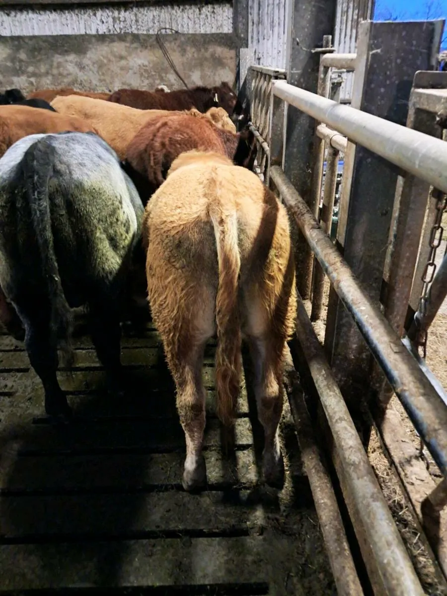 22 bulls farmer owned vaccinated 2024 born - Image 4
