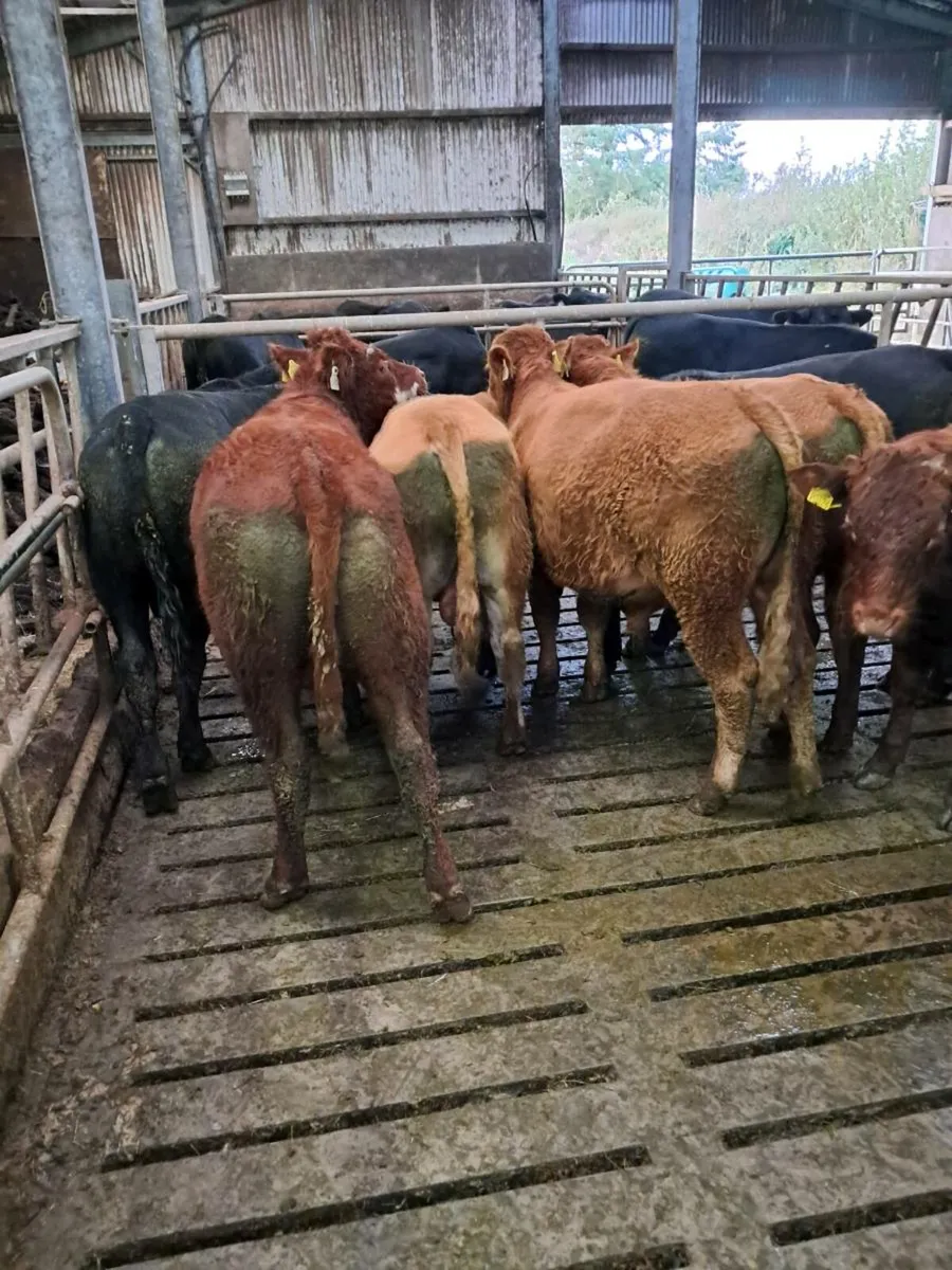 22 bulls farmer owned vaccinated 2024 born - Image 1