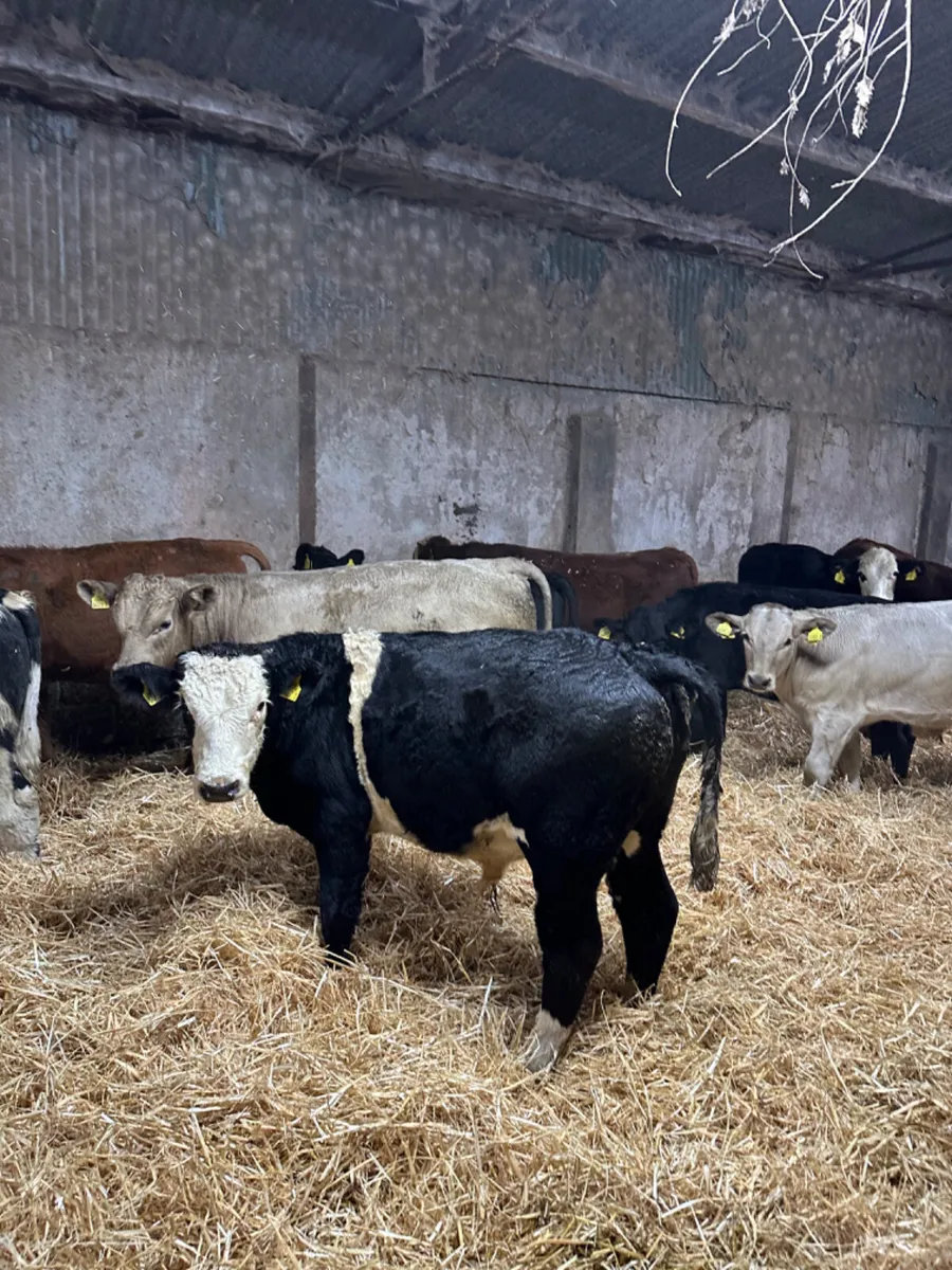 Bulls - Image 1