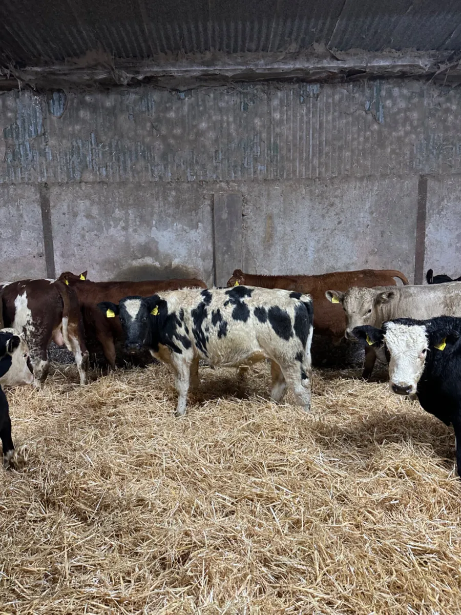 Bulls - Image 2