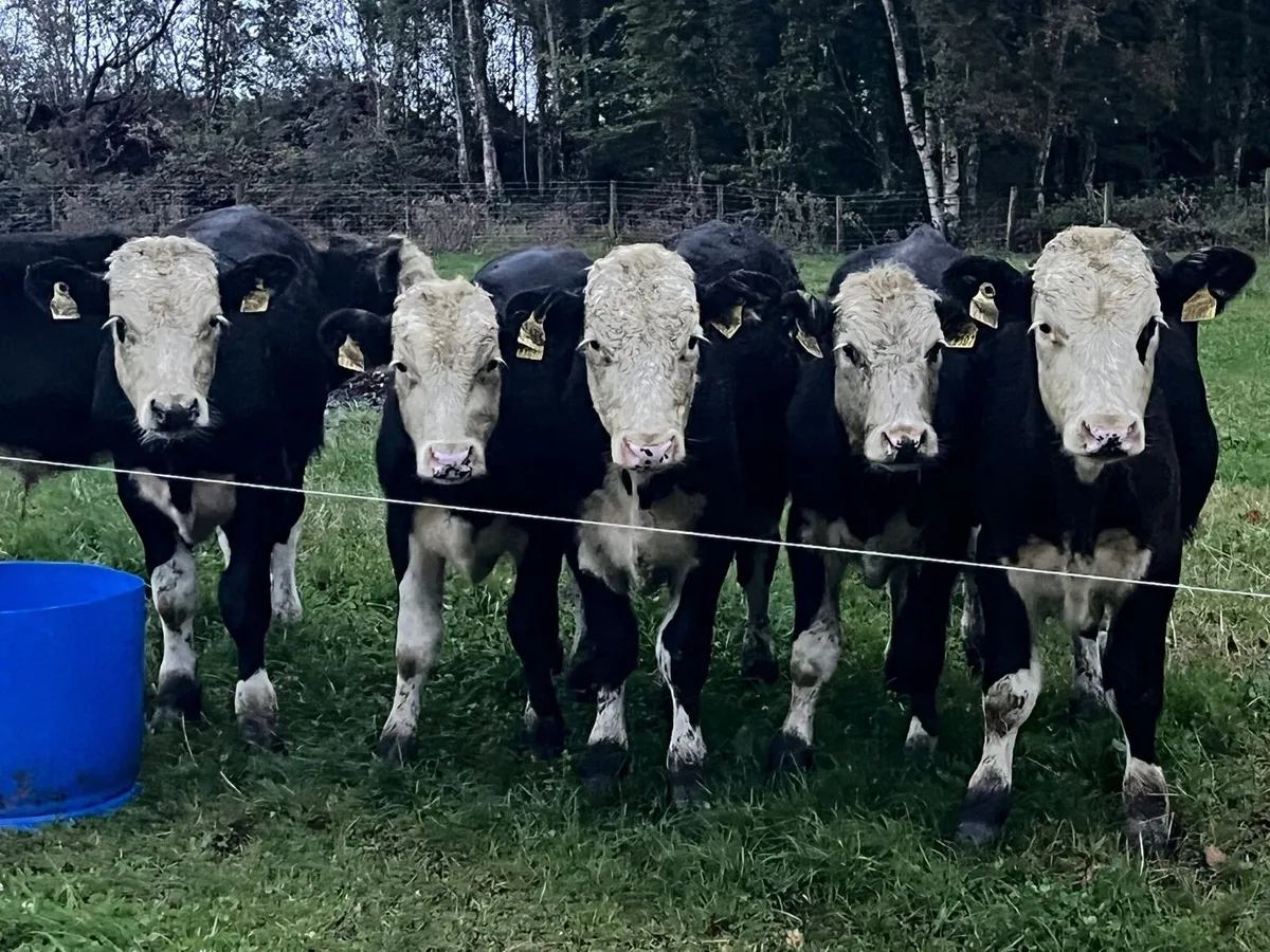 Bull Weanlings - Image 1