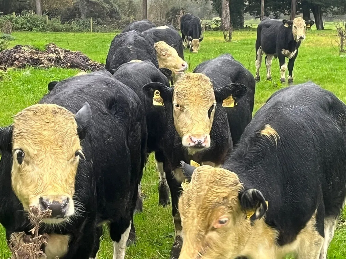 Bull Weanlings - Image 3