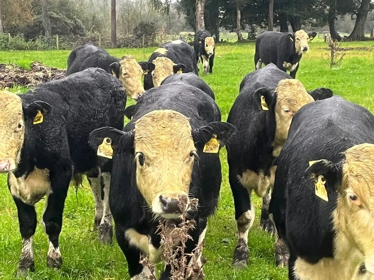 Bull Weanlings - Image 4