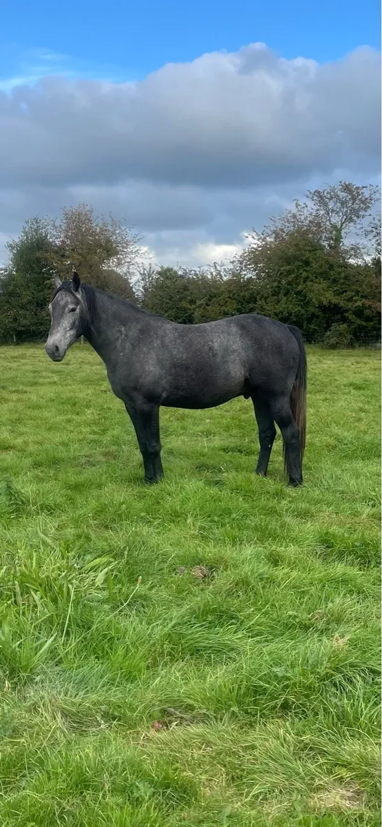 Selection of horses - Image 1