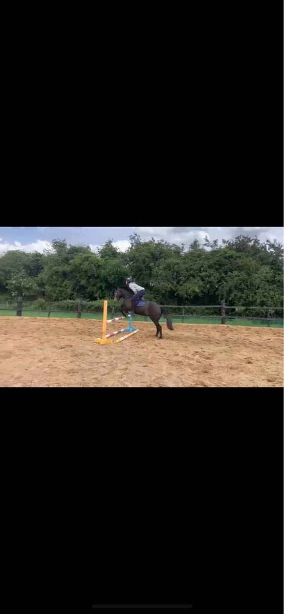 Selection of horses - Image 2