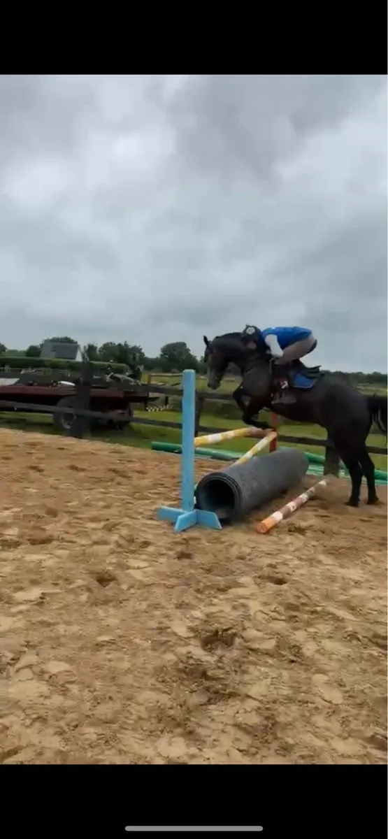 Selection of horses - Image 3