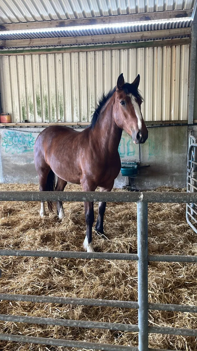 Selection of horses - Image 4