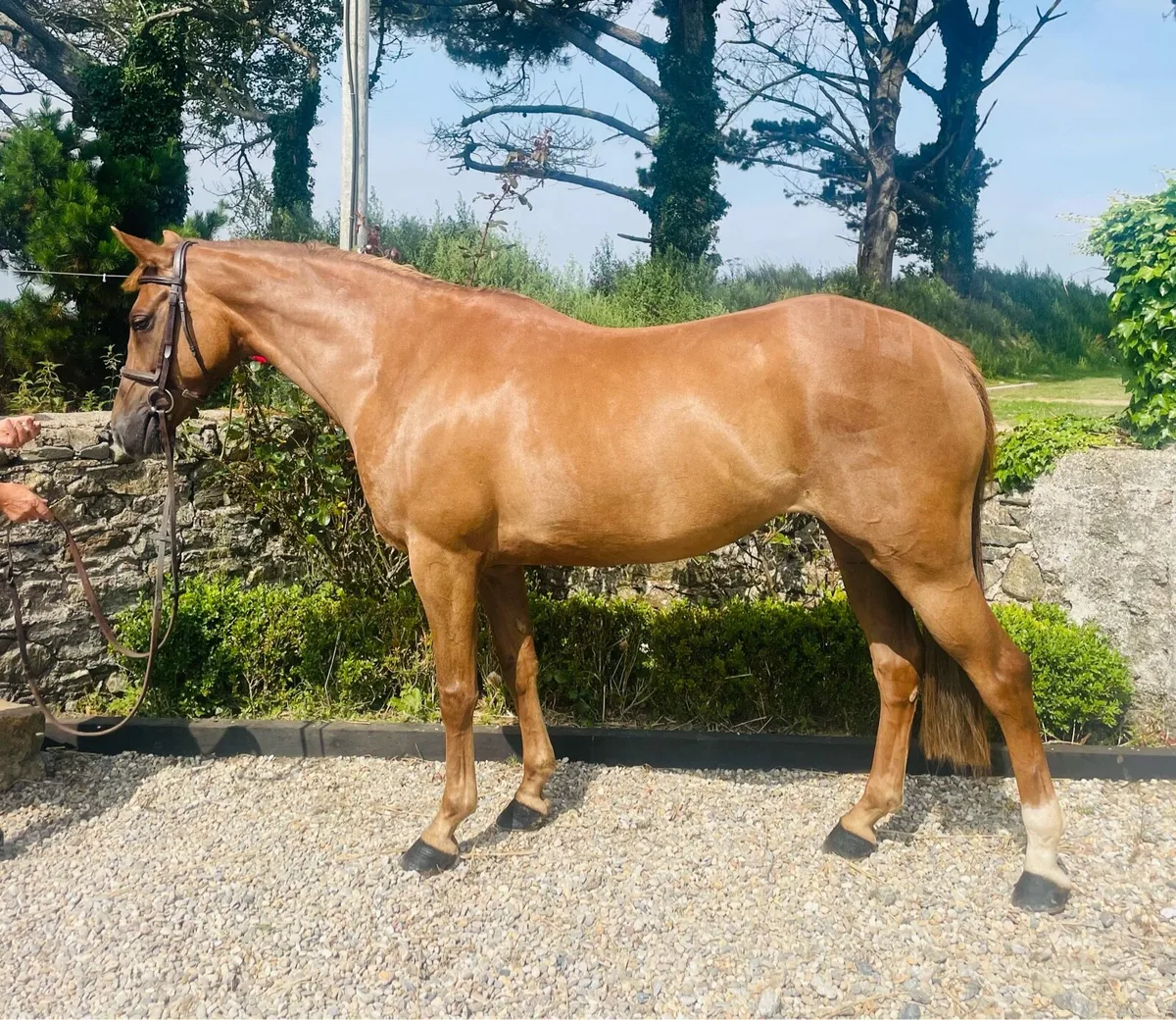 Pony - Image 1