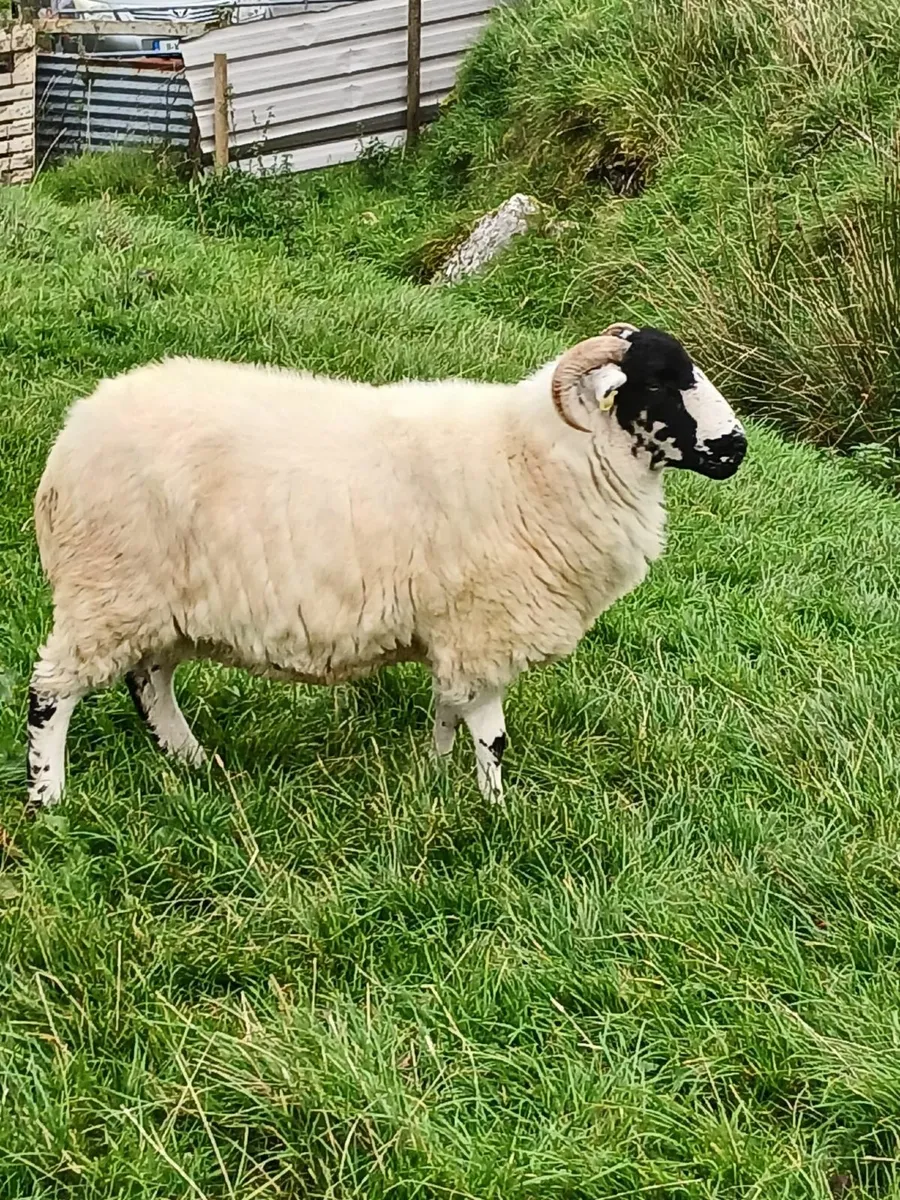 PB Roughfell Ewes and Ram Lambs - Image 4