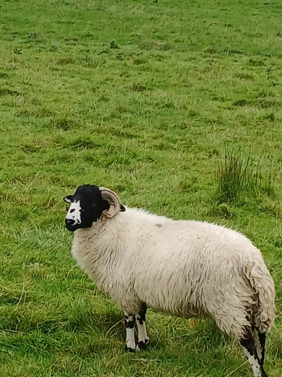 PB Roughfell Ram Lambs - Image 4