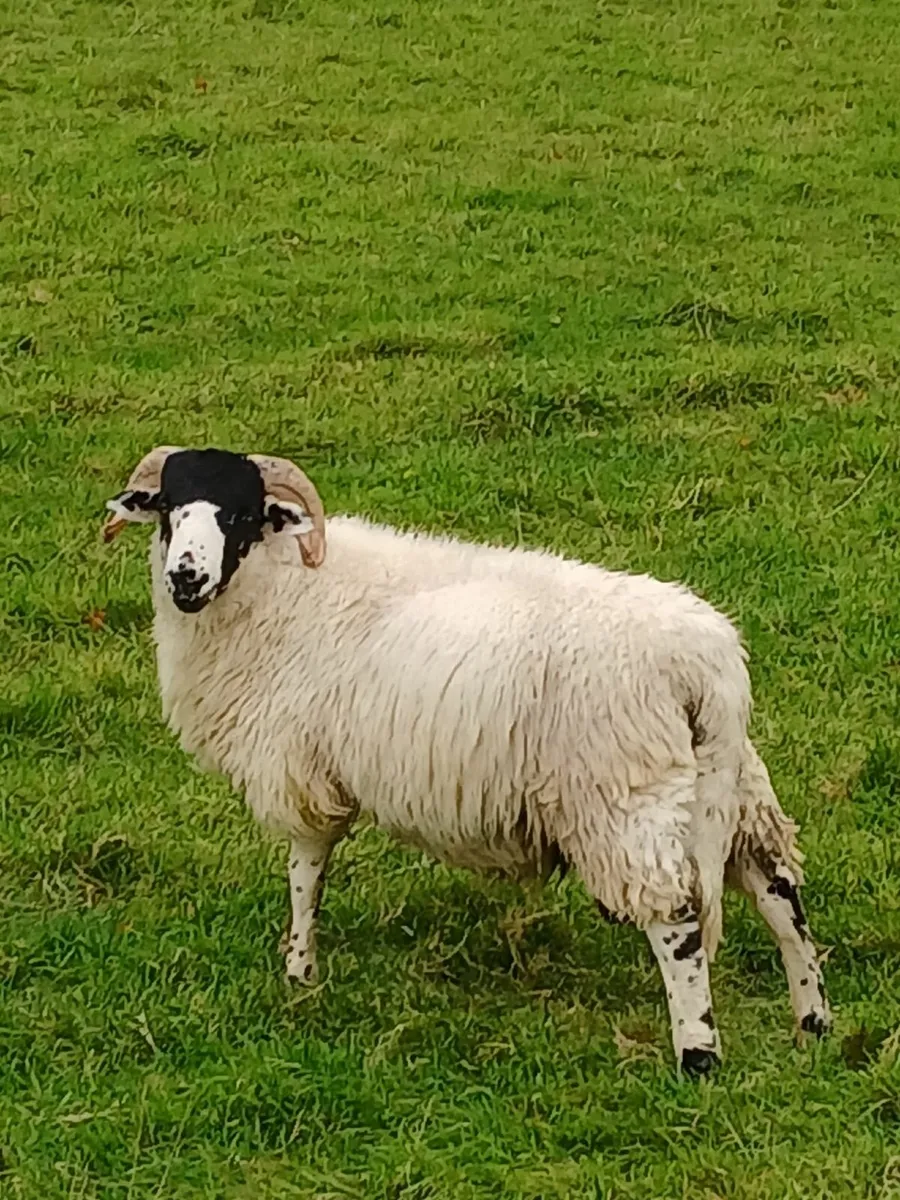 PB Roughfell Ram Lambs - Image 3