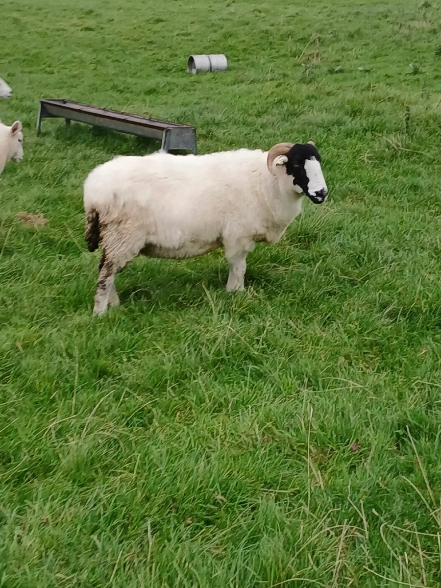 PB Roughfell Ewes and Ram Lambs - Image 2