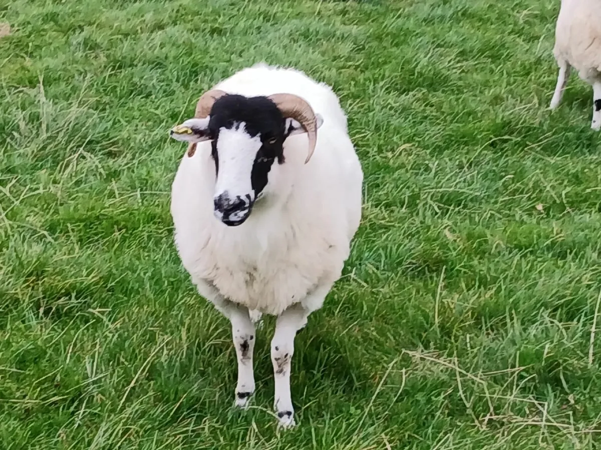 PB Roughfell Ewes and Ram Lambs - Image 1