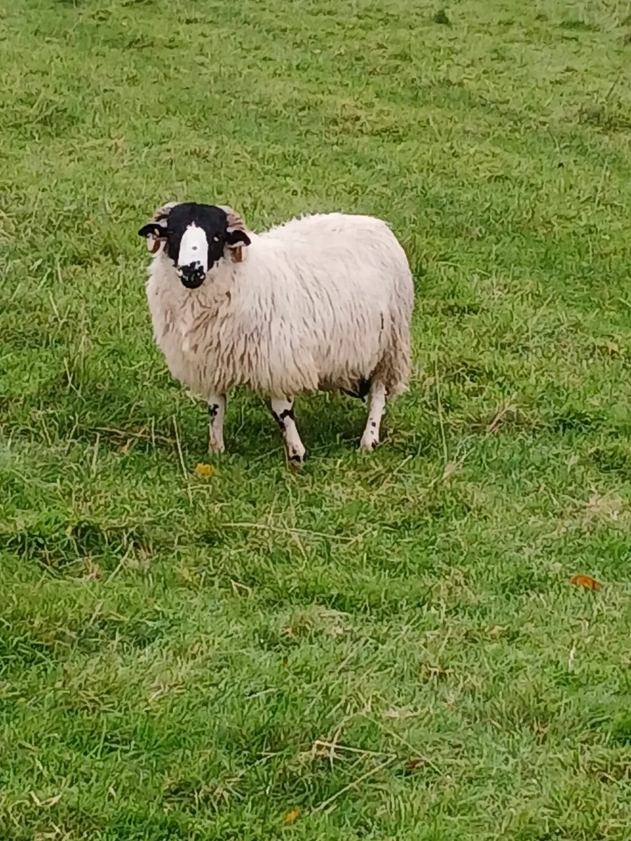 PB Roughfell Ram Lambs - Image 2