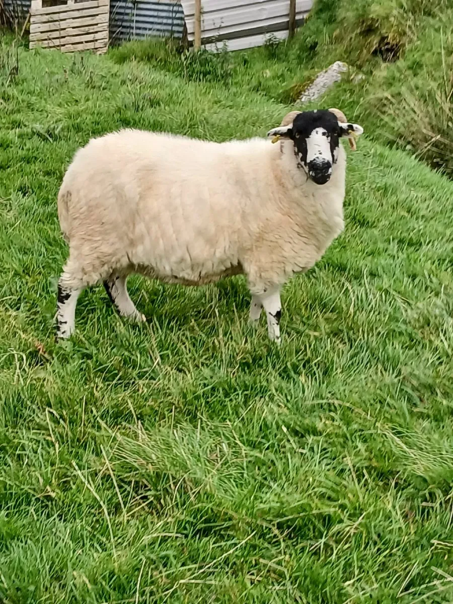 PB Roughfell Ewes and Ram Lambs - Image 3