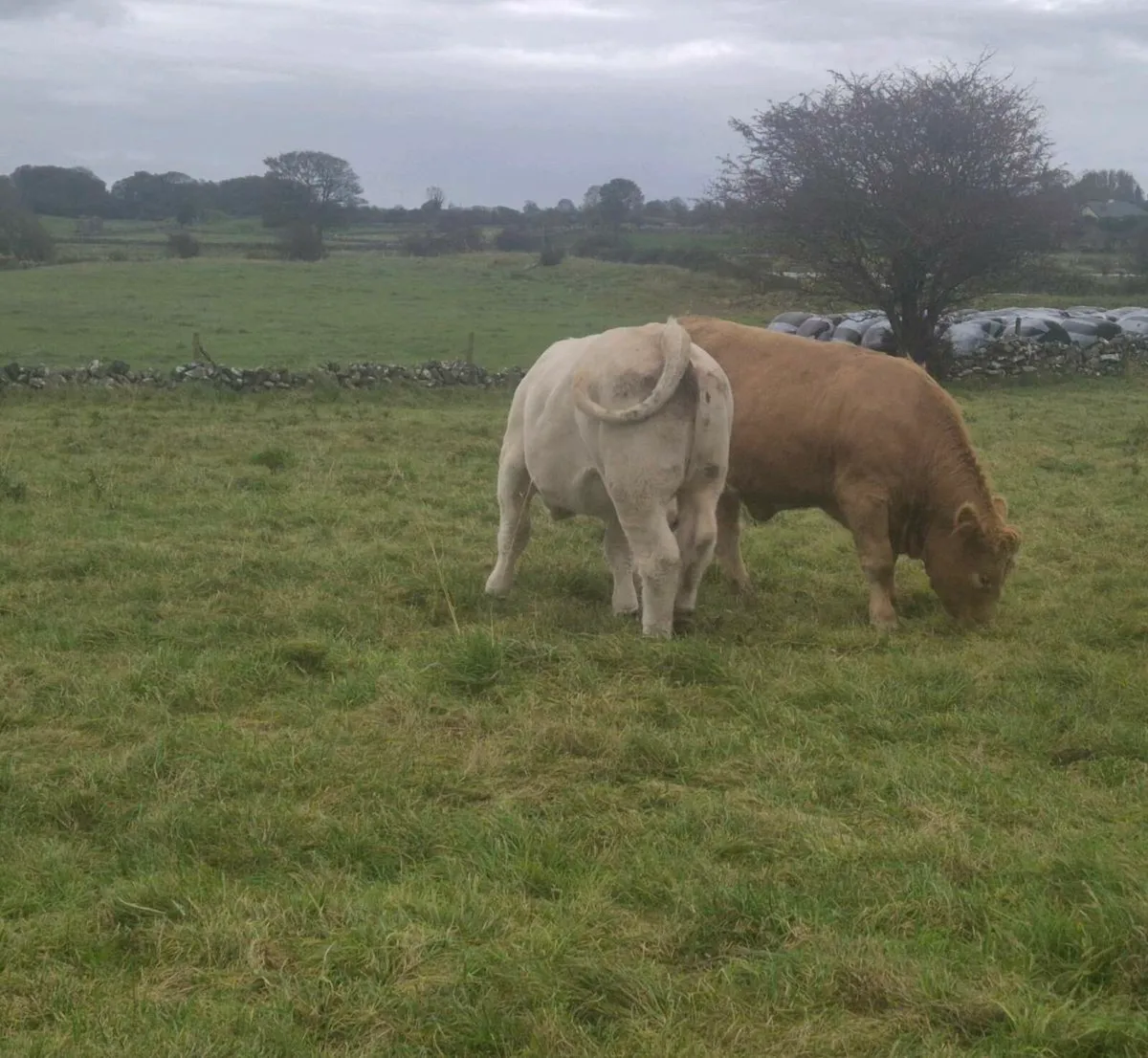 Breeding Heifers for sale - Image 2
