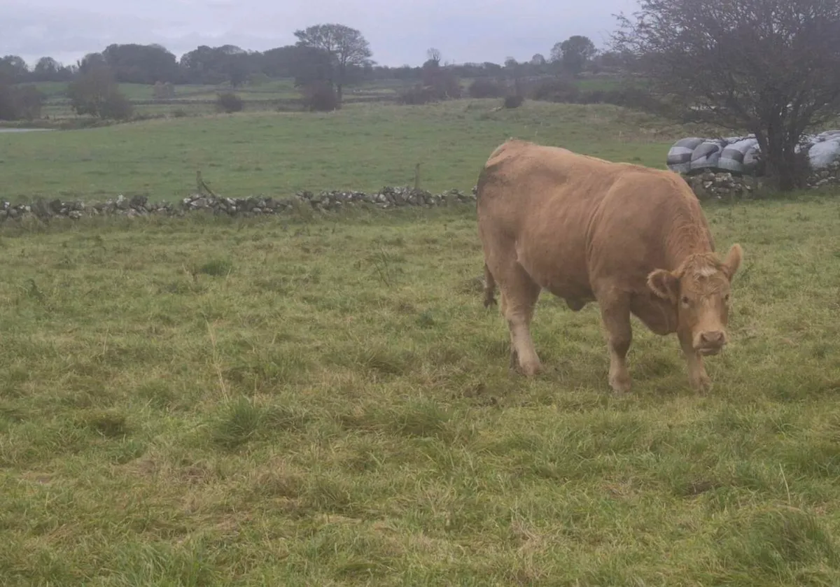 Breeding Heifers for sale - Image 3